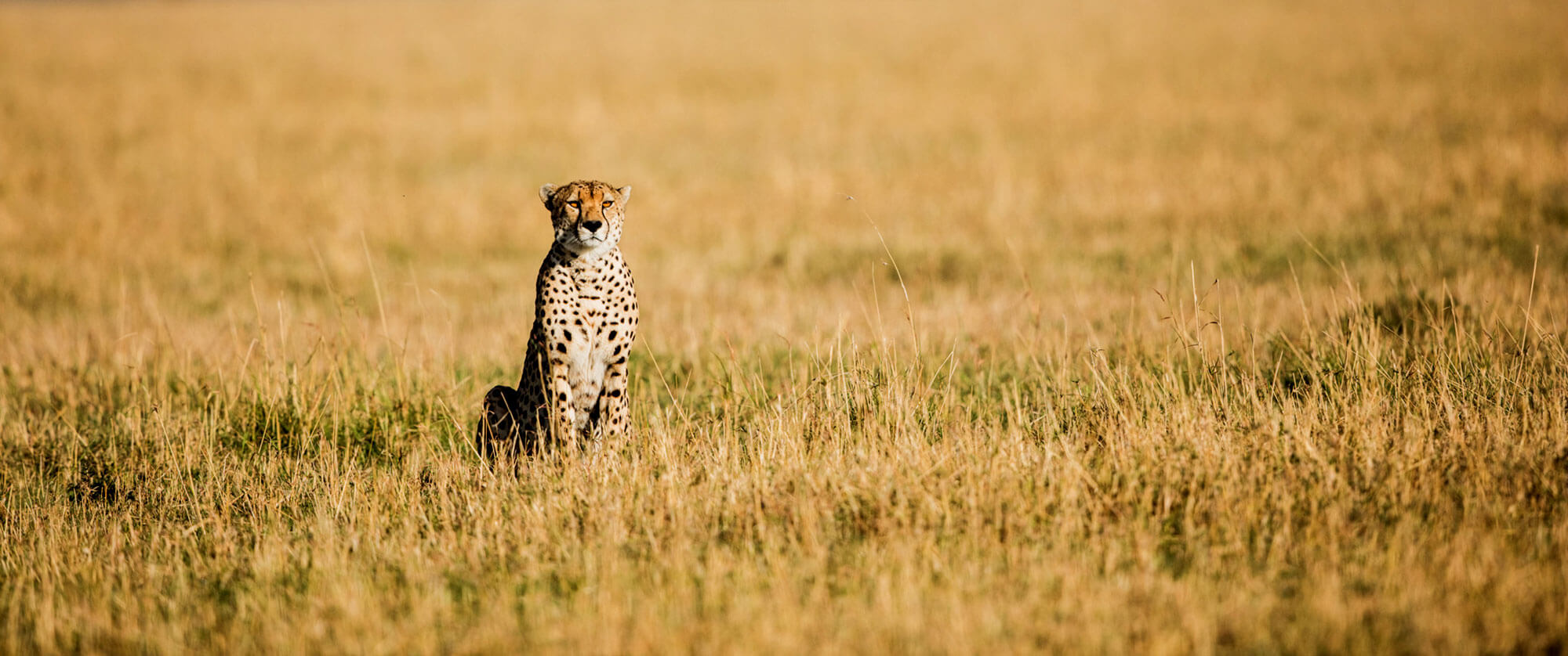 Cheetah in the Serengeti - Legendary Serengeti Mobile Camp Safari - Great Migration Safari Packages