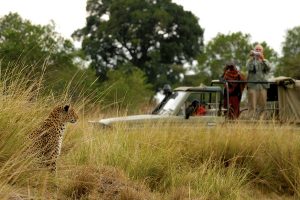 Masai Mara Game Drive - Leopard - Alex Walker's Serian Kenya - Masai Mara Safari Packages