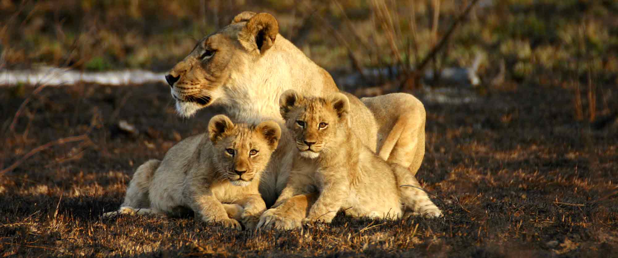 Madikwe Safari Lions - Jamala Madikwe Lodge - African Family Safari