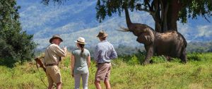 Elephant on Walking Safari - John's Camp Zimbabwe - South Luangwa, Mana Pools, and Victoria Falls Adventure Package