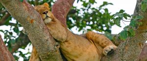 Tree Climbing Lions in Ishasha, Uganda - Bwindi Impenetrable National Park - Uganda and Rwanda Gorilla Trekking Tour