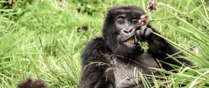 Gorilla eating thistles in Volcanoes National Park - Sabyinyo Silverback Lodge - Uganda and Rwanda Gorilla Trekking Tour