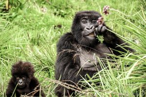 Gorilla eating thistles in Volcanoes National Park - Sabyinyo Silverback Lodge - Uganda and Rwanda Gorilla Trekking Tour