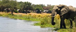 Elephant Drinking at Anabezi Luxury Tented Camp - Wildlife Safari and Beach: Zambia and Lake Malawi Luxury Tour