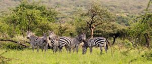 Zebras on Mwiba Wildlife Reserve - Serengeti Safari - Tanzania Safari Tours: Ultimate Northern Circuit Package
