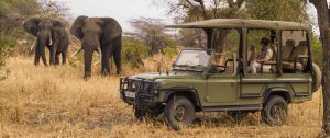 Elephants on Game Drive - Little Chem Chem - Tanzania Safari Tours: Ultimate Northern Circuit Package