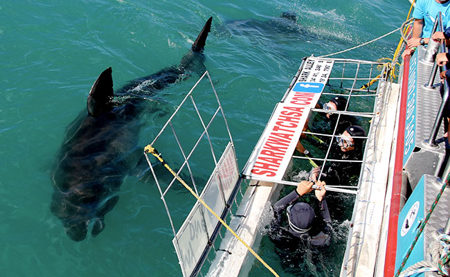 South Africa shark cage diving