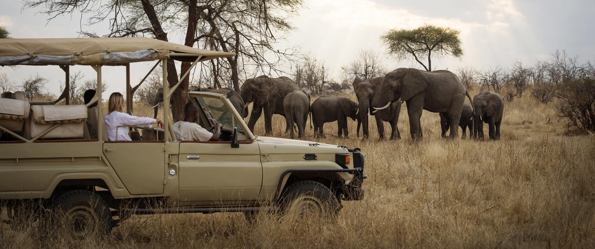 Elephants on a Game Drive at Kigelia Ruaha - Ruaha National Park Safaris - Remote Tanzania Safari Adventure