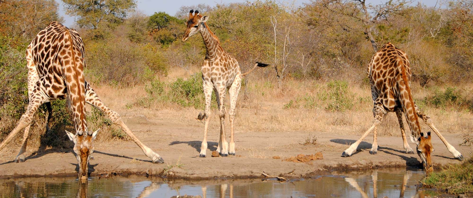 Giraffes on Safari at N'kaya Game Lodge - Kruger Safari, City, and Winelands Vacation