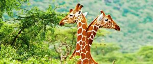 South Africa Kruger Safari - Sabi Sands Safari - Giraffes - South Africa Honeymoon: Luxury Highlights Tour