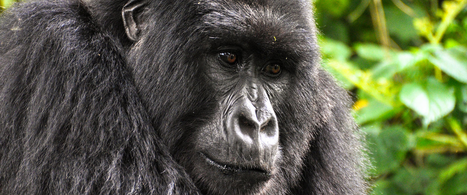 Uganda Gorilla Trekking, Gorilla Safari Tours