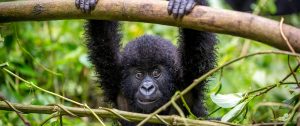 Baby Gorilla in Bwindi Impenetrable Forest - Ugandan Adventure: Gorilla Safari Tour