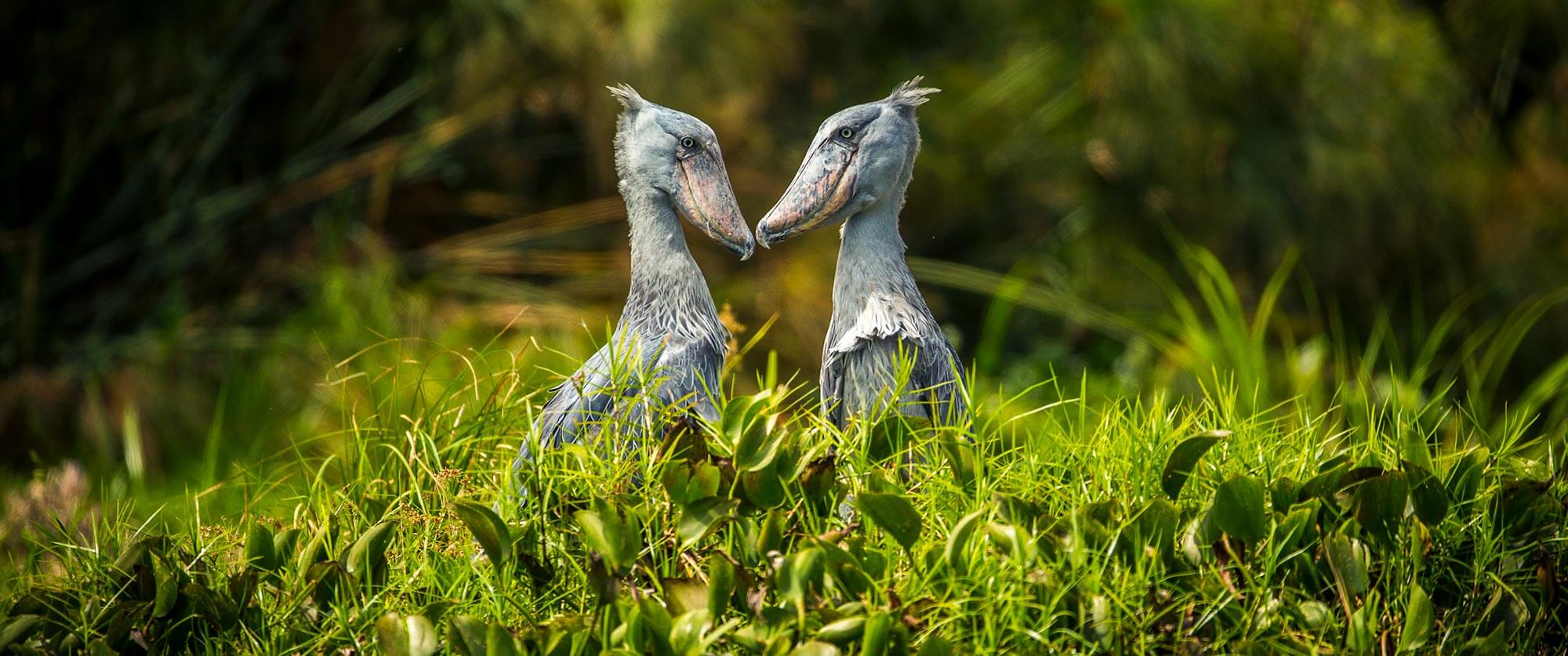 Shoebills - Murchison Falls Safari - Ugandan Adventure: Gorilla Safari Tour