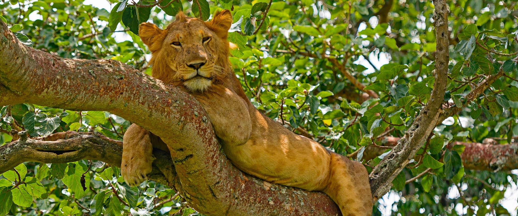 Tree Climbing Lions - Ishasha, Queen Elizabeth National Park - Ugandan Adventure: Gorilla Safari Tour