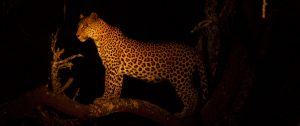 Leopard at Night - Lake Mburo Safari Uganda - Ugandan Adventure: Gorilla Safari Tour
