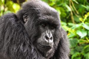 Uganda Gorilla Trekking, Gorilla Safari Tours