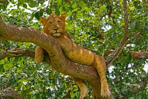 Tree Climbing Lions - Ishasha, Queen Elizabeth National Park - Ugandan Adventure: Gorilla Safari Tour