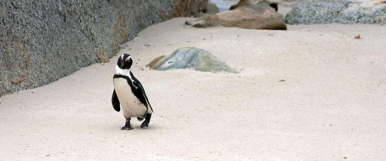 Penguin on Boulders Beach Cape Town - South Africa Travel Packages