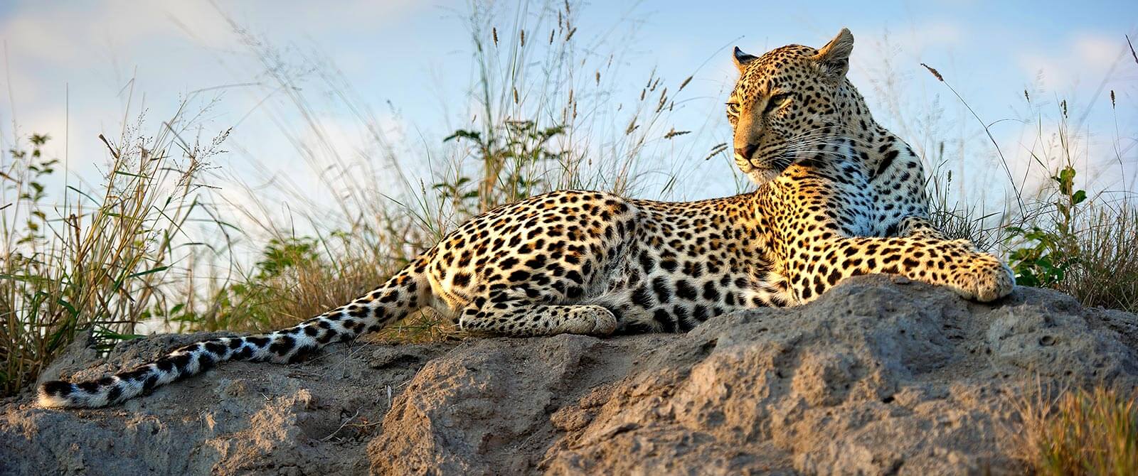 Kruger Safari Sabi Sands - Leopard at Simbambili Game Lodge