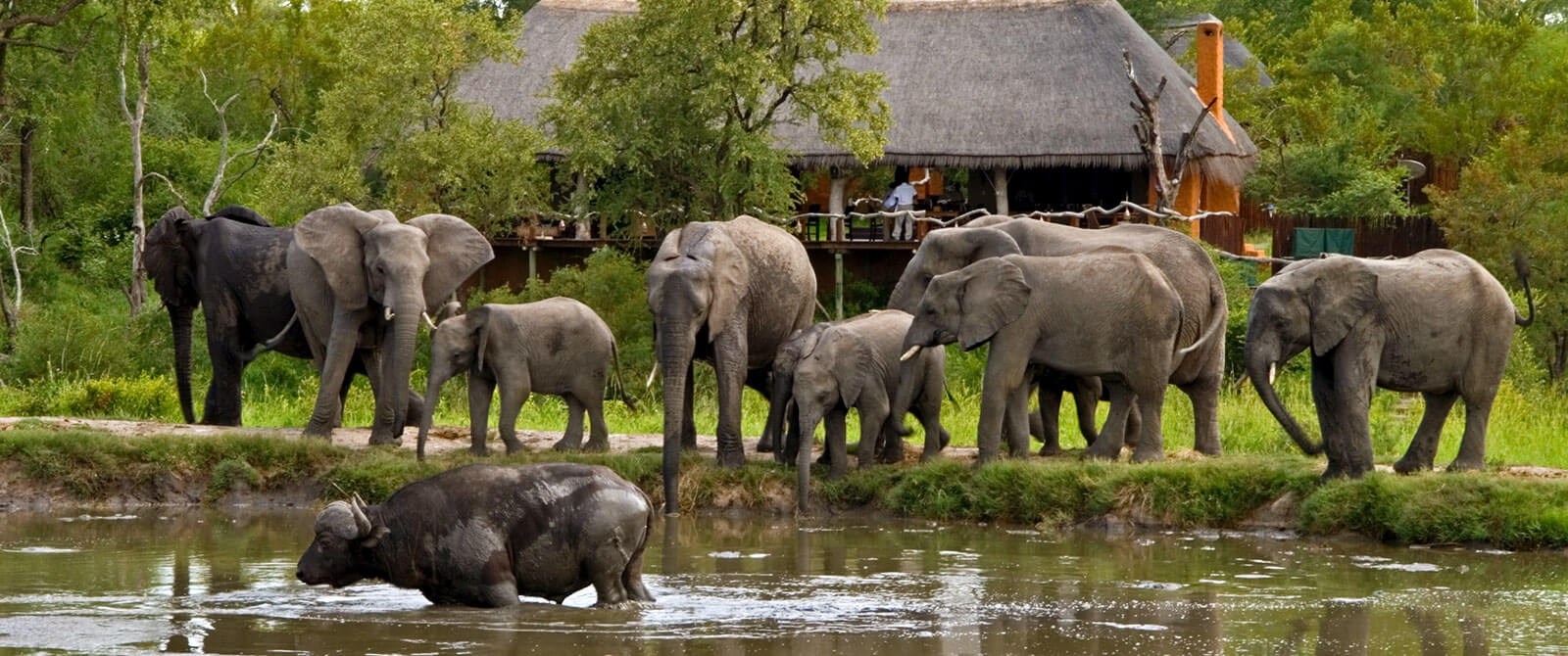 Kruger Safari Sabi Sands - Elephants in Front of Simbambili Game Lodge