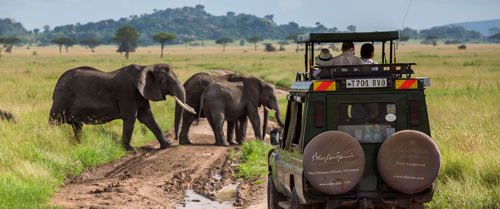 Serengeti Pioneer Camp - Elephants on Big 5 Game Drive - Tanzania Safari Honeymoon