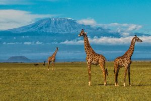 Kenya Must See Places - Amboseli Safari - Mt Kilimanjaro - Plan Your Trip