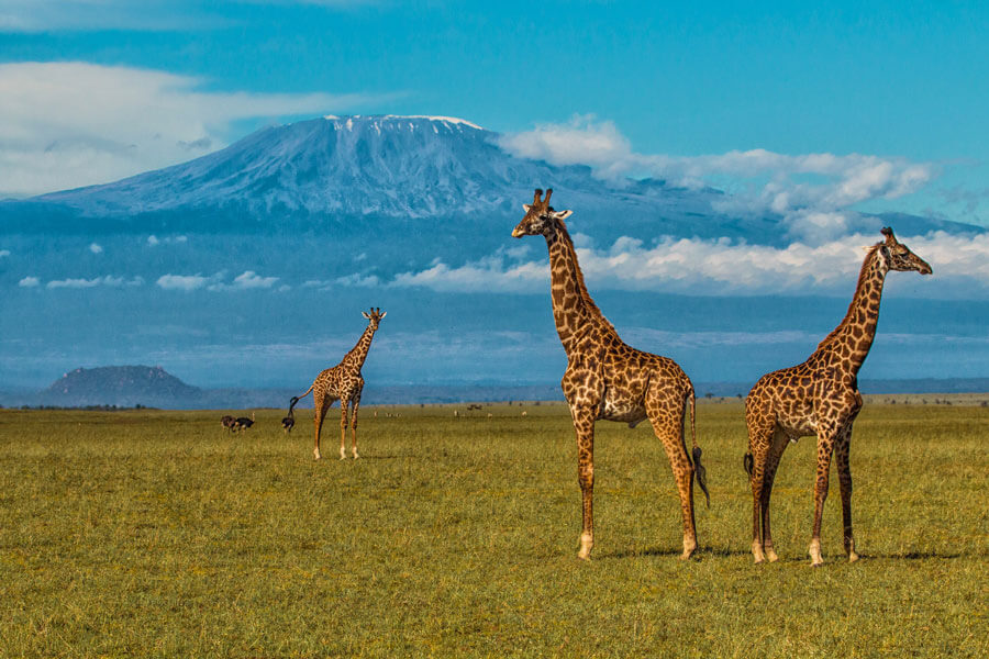 Mt. Kilimanjaro Safari - Amboseli Kenya - Ol Donyo Lodge