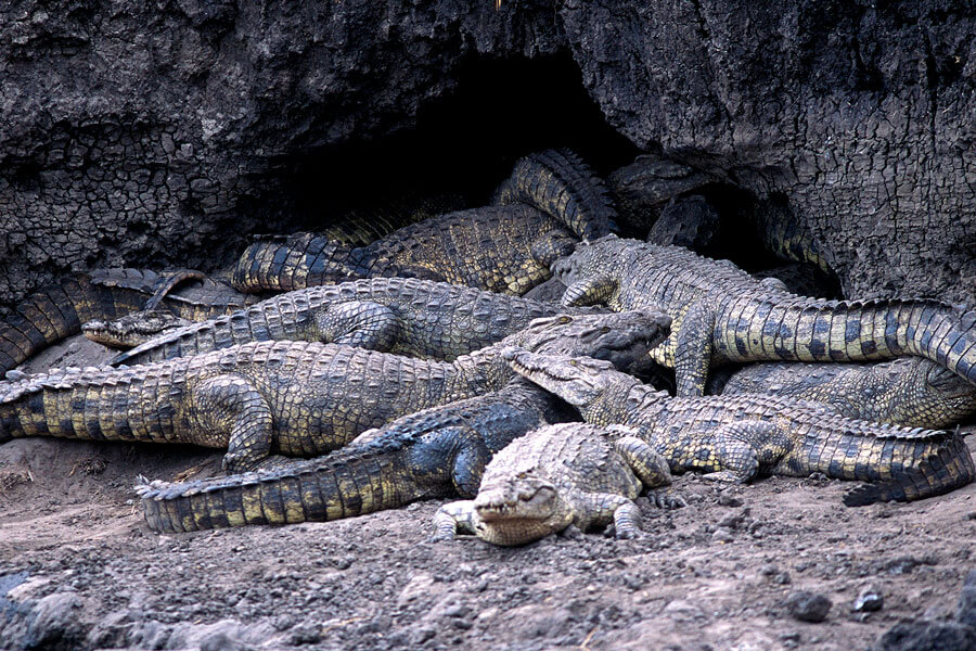 Crocodiles on safari - Katavi Tanzania - Chada Katavi