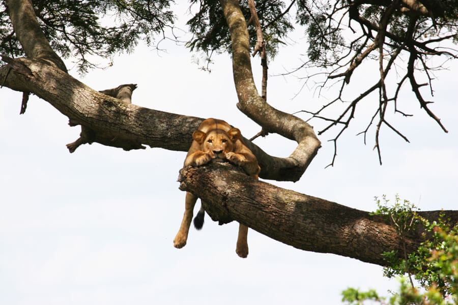 Lion on Kenyan Safari - Nairobi Kenya - Emakoko Lodge