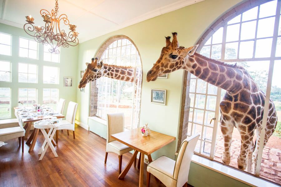 african safari giraffe hotel