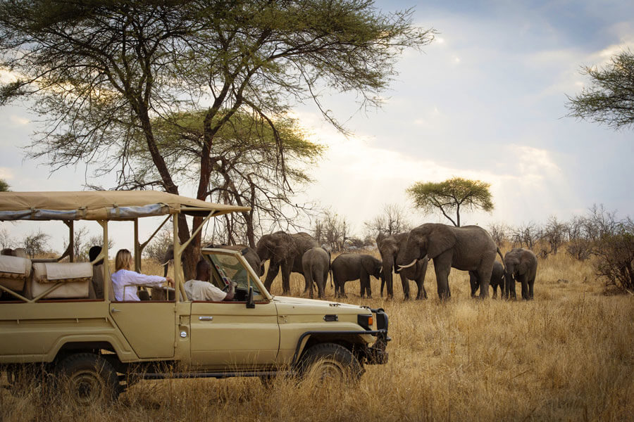 Elephants on safari - Ruaha Tanzania - Kigelia Ruaha