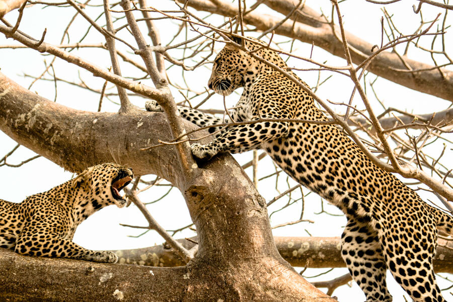 Leopards on safari - Ruaha Tanzania - Kwihala Camp