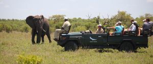 Big 5 Wildlife Safari - Luxury South African Safari: andBeyond Phinda and Sabi Sands