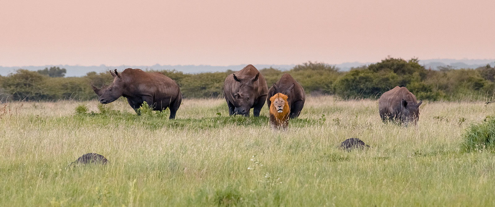 Big 5 Game Drive - Luxury South African Safari: andBeyond Phinda and Sabi Sands