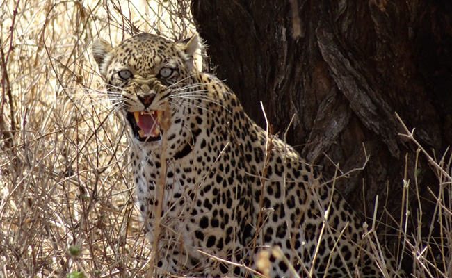 Safari Experiences Tanzania - African Safari Experts