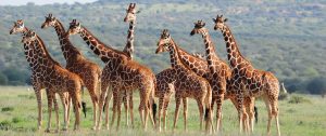 Giraffes Spotted on Karisia Walking Safaris - Kenya Walking Safari: A Walk in the Wild Travel Package