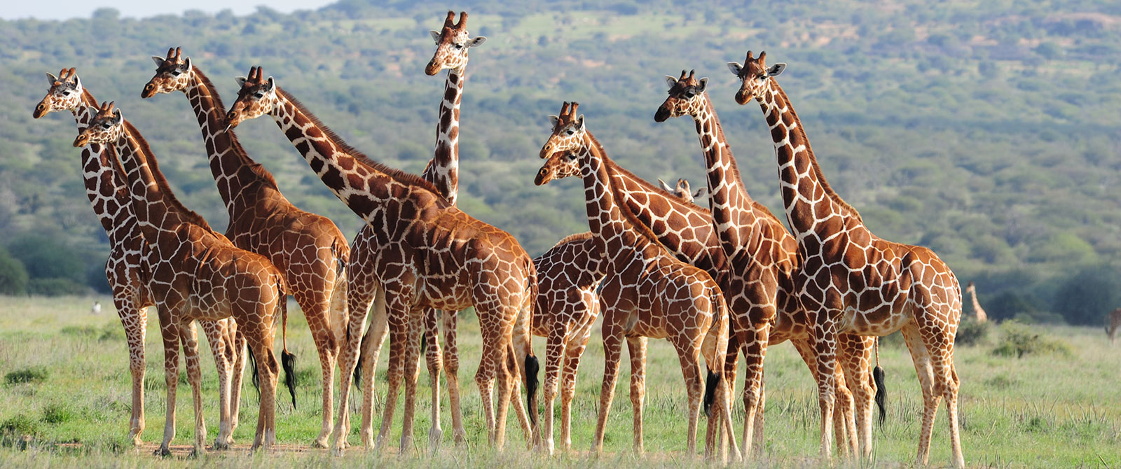 Giraffes Spotted on Karisia Walking Safaris - Kenya Walking Safari: A Walk in the Wild Travel Package