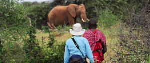 Elephant Spotted on Karisia Walking Safaris - Kenya Walking Safari: A Walk in the Wild Travel Package