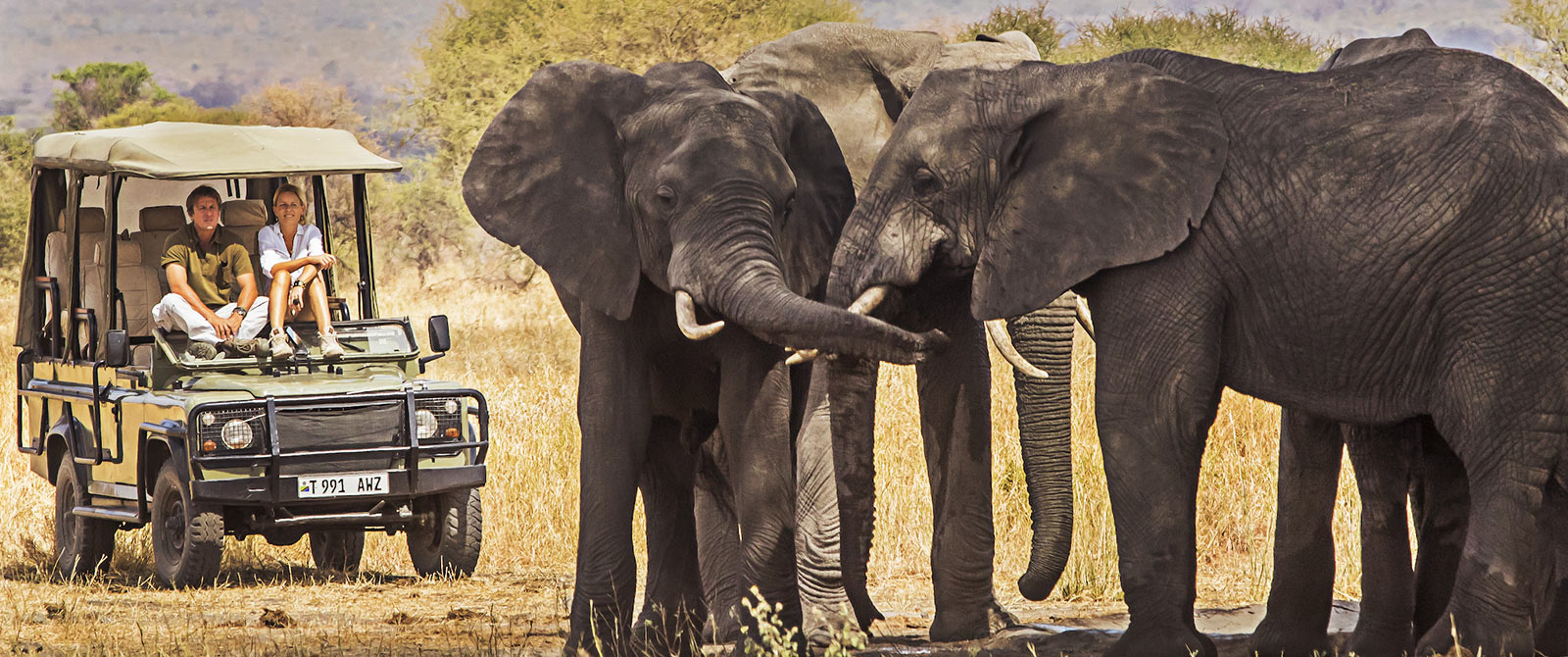 Tusker Elephants on Tarangire Game Drive - Little Chem Chem - Tanzania Highlights: Tarangire, Ngorongoro, and Serengeti Safari