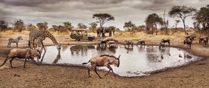 Active Waterhole on Game Drive - Little Chem Chem - Tanzania Highlights: Tarangire, Ngorongoro, and Serengeti Safari