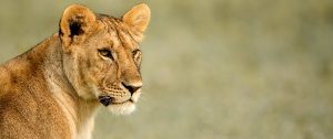 Singita Faru Faru Lodge - Lioness on a Serengeti Great Migration Safari - Tanzania Highlights: Tarangire, Ngorongoro, and Serengeti Safari