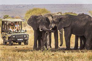 Tusker Elephants on Tarangire Game Drive - Little Chem Chem - Tanzania Highlights: Tarangire, Ngorongoro, and Serengeti Safari