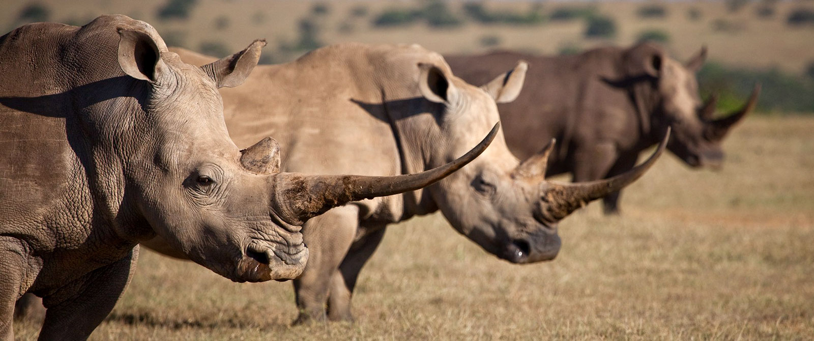 Kenya Safaris - Rhinos on Solio Game Conservancy - Romantic Kenya: Giraffe Manor and Masai Mara Safari