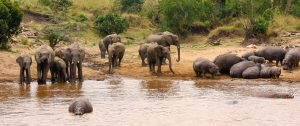 View of Wildlife from Karen Blixen Camp - Masai Mara National Reserve Kenya - Luxury Air Safari: Kenya Adventure Package