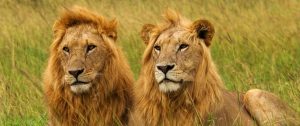 Lions on Safari from Karen Blixen Camp - Masai Mara National Reserve Kenya - Luxury Air Safari: Kenya Adventure Package