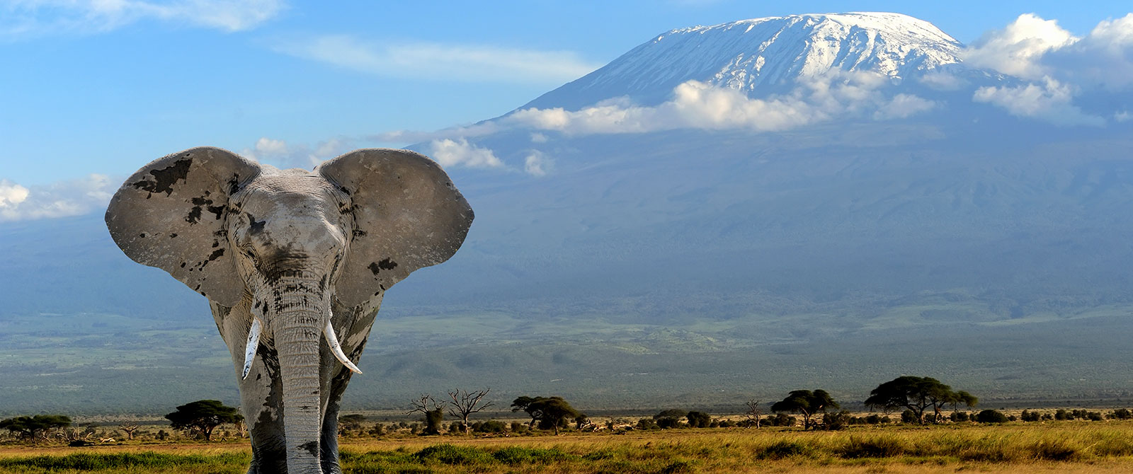 Elephant in Front of Mt Kilimanjaro - Amboseli National Park Kenya - Luxury Air Safari: Kenya Adventure Package