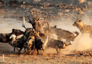 African Wild Dogs - African Wildlife Safari - Beyond the Big 5