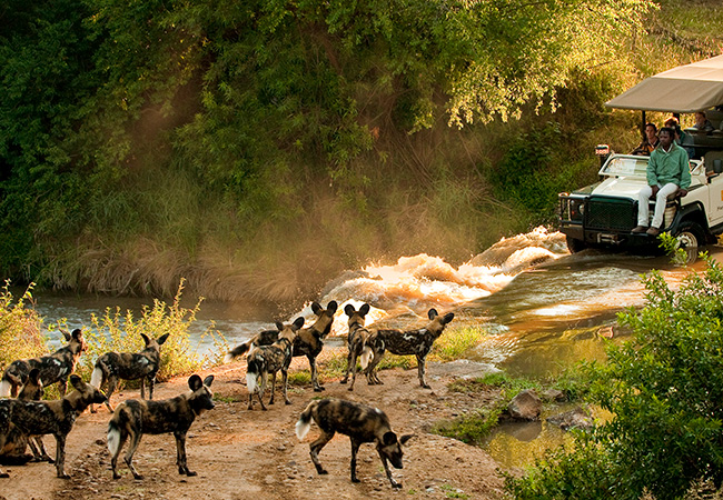African Wild Dogs - African Wildlife Safari - Beyond the Big 5