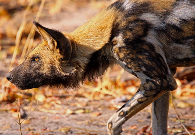 African Wild Dogs - African Wildlife Safari - Beyond the Big 5