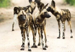 African Wild Dogs - African Wildlife Safari - Beyond the Big 5